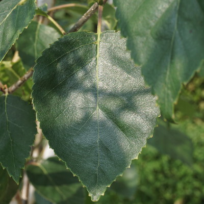 Betula utilis jacquemontii
